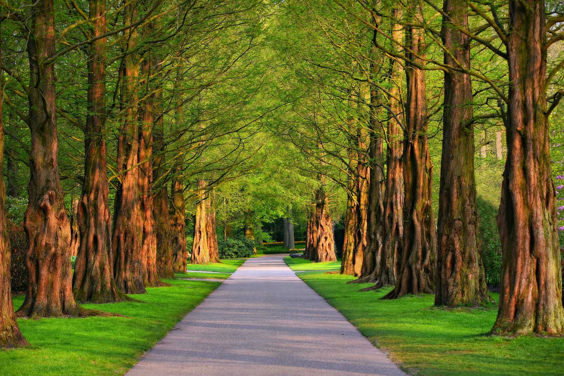 A tree-lined park pathway with tall trunks forming an archway of green foliage over lawns